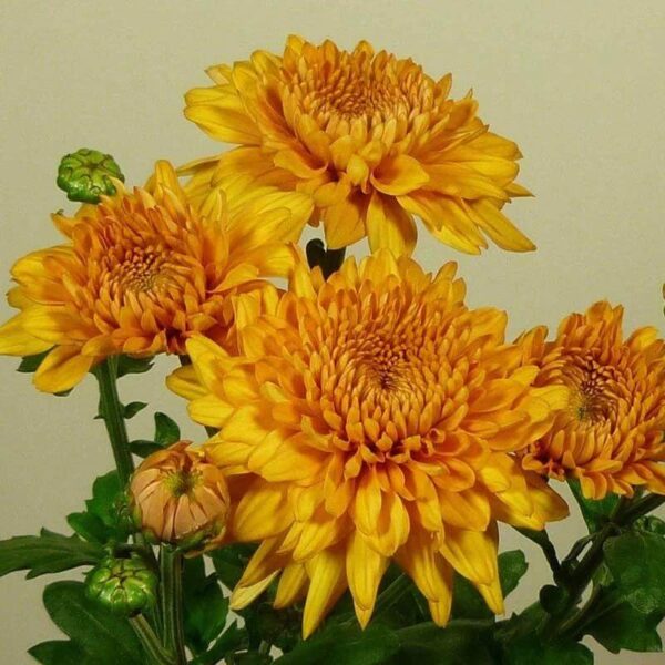 Chrysanten Gompie Brons Snijbloem