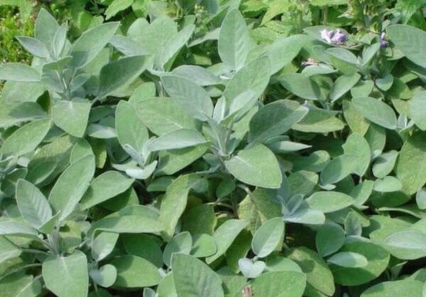 Groene Salie - Afbeelding 2